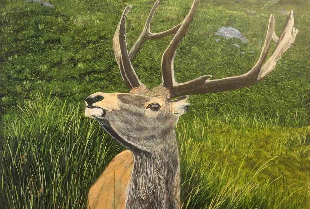 Highland Stag
