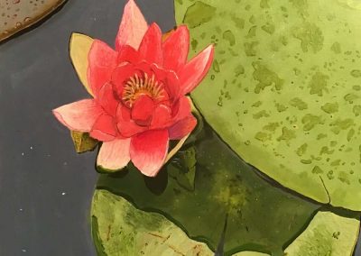 Lily by Derek Honour