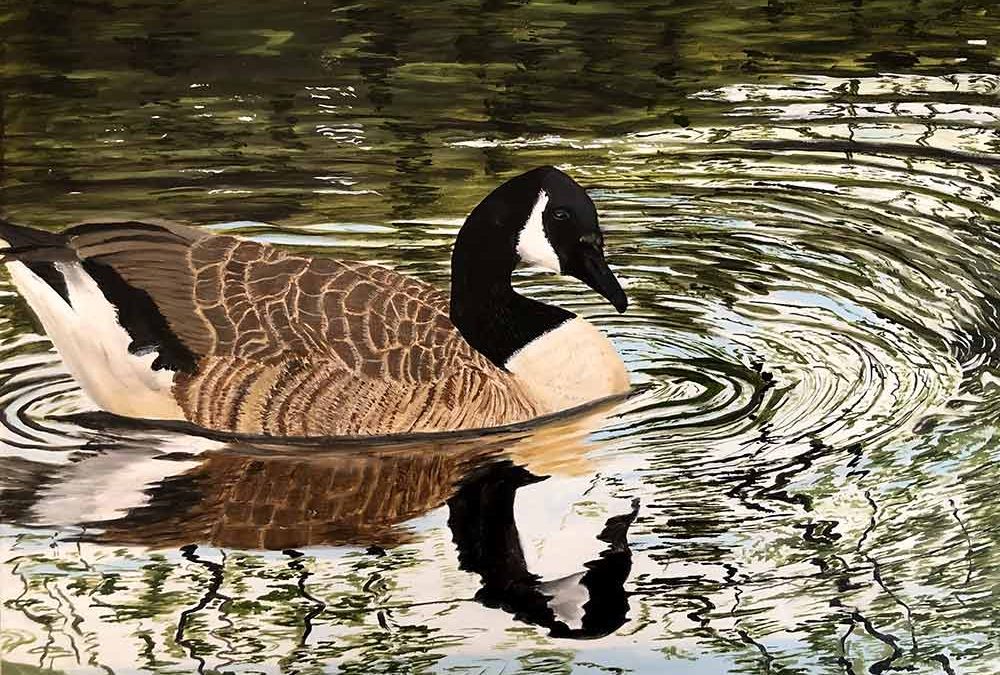 Canada Goose Reflections