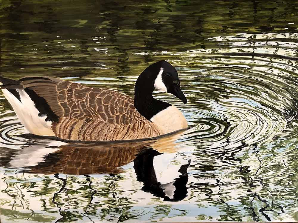 Canada Goose Reflections