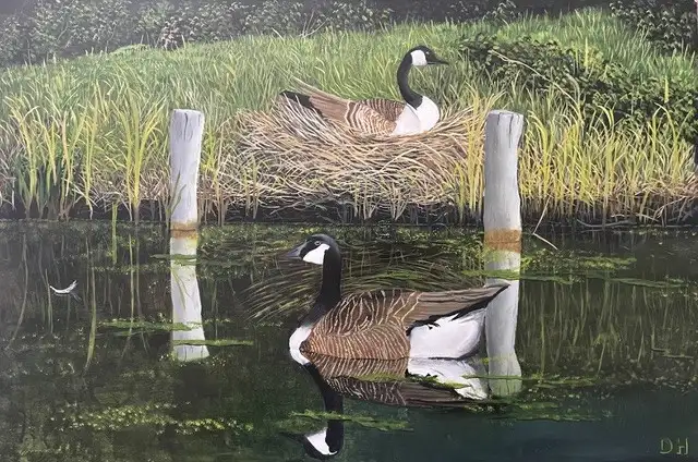 Canadian Geese nesting in the New Forest